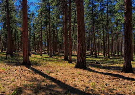 Forests in the Greater La Pine Basin managed to reduce wildland fires & ensure high quality water in the upper Deschutes Basin.