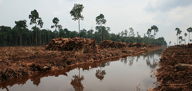 Image Credit: Rainforest Action Network