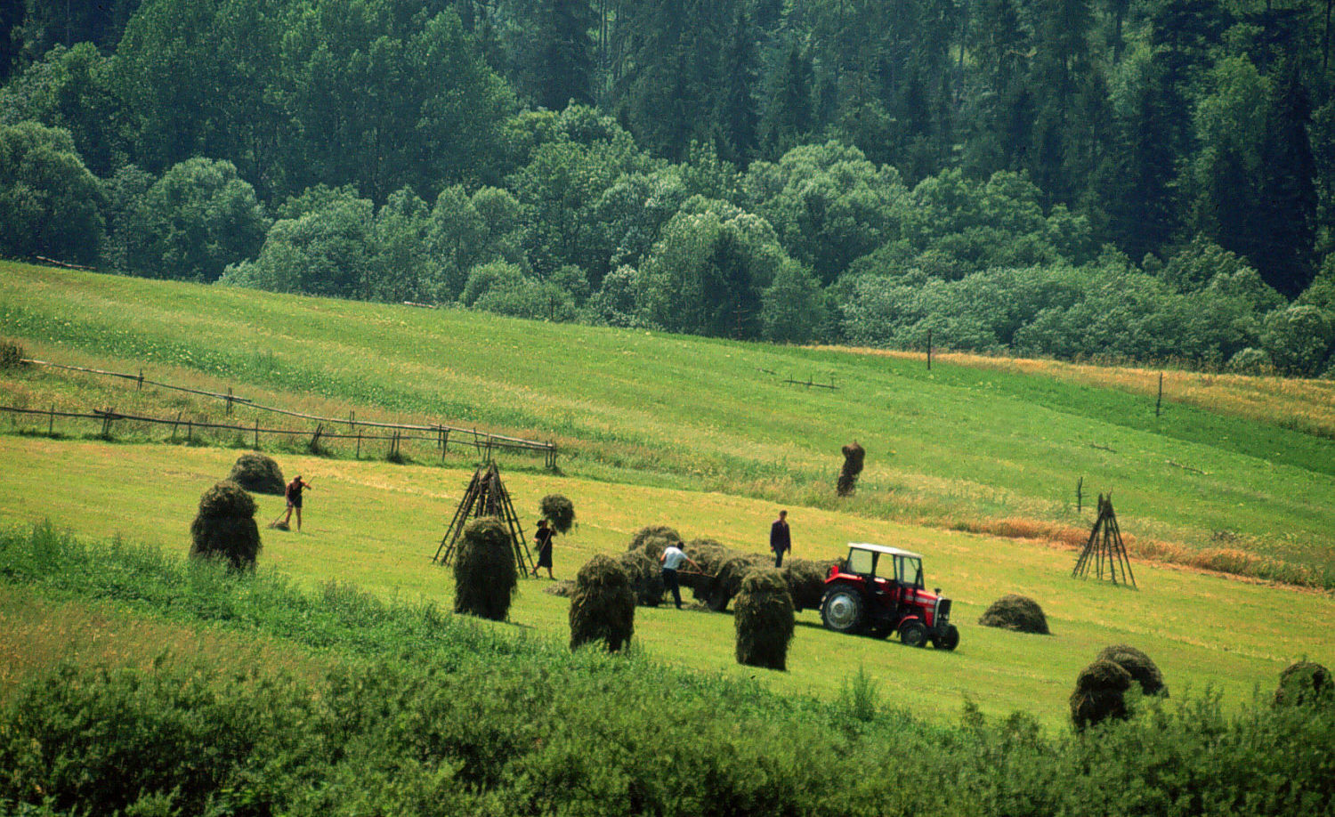 POLAND - HARVEST