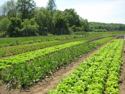 COURTESY OF POUGHKEEPSIE FARM PROJECT