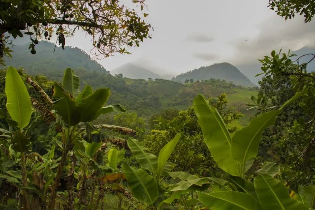 Farm under restoration, Colombia. Photo by James Anderson/WRI