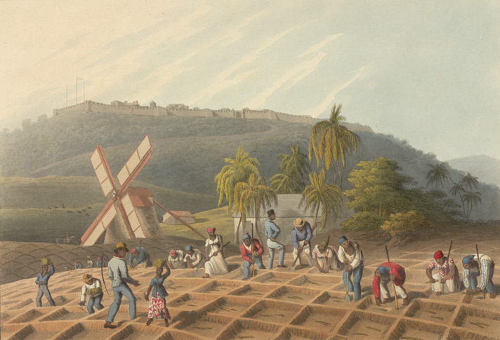 Sugarcane plantation, 1800's