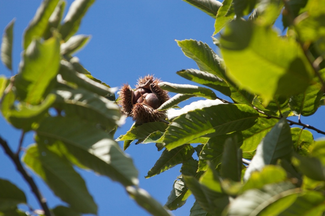 Chestnuts are a calorie-dense, complex-carbohydrate tree crop. The process of growing them sequesters carbon and mitigates soil erosion.