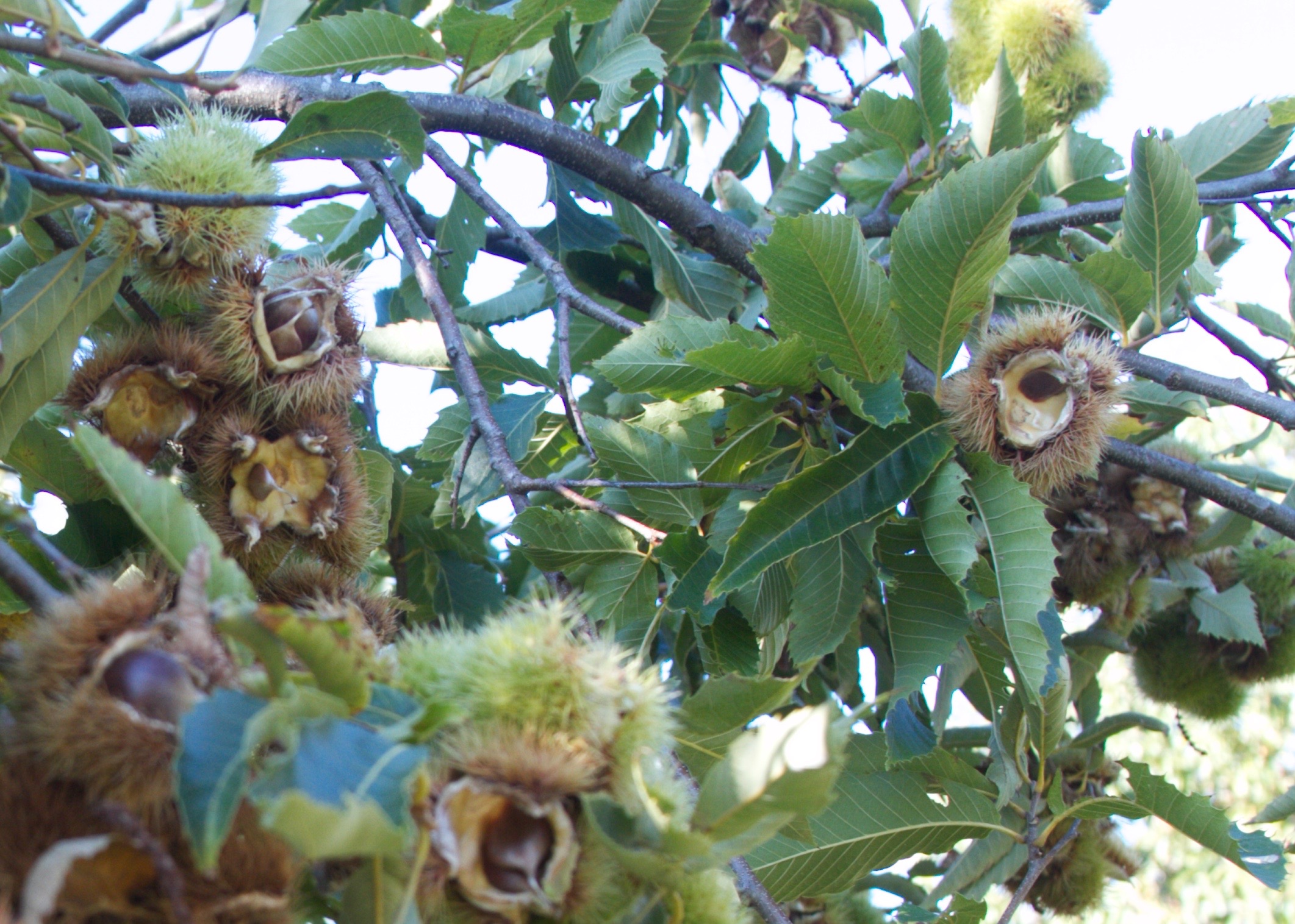 close-up hybrids.jpg