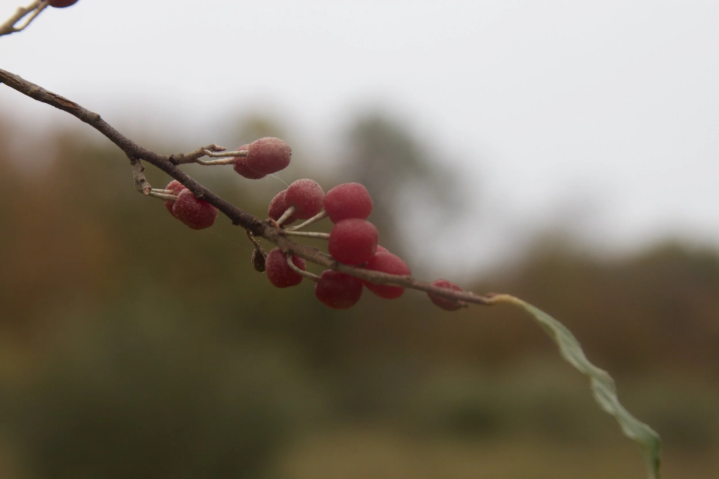 Autumnberry.jpg