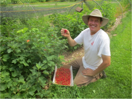 John harvesting red currants!