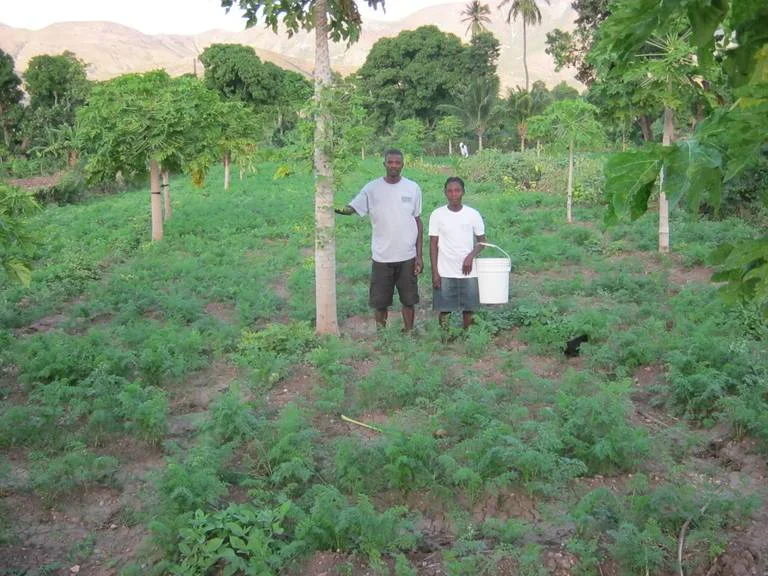An SFA agroforestry project near Gonaives, Haiti Image credit: SFA