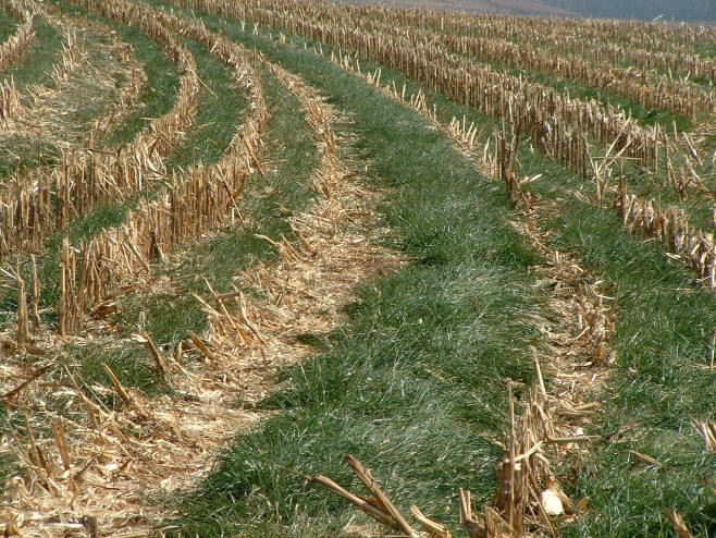Rye grass planted between rows of corn is one example of cover-cropping, a technique that keeps soil from eroding and replenishes its nutrients. | Wikimedia Commons