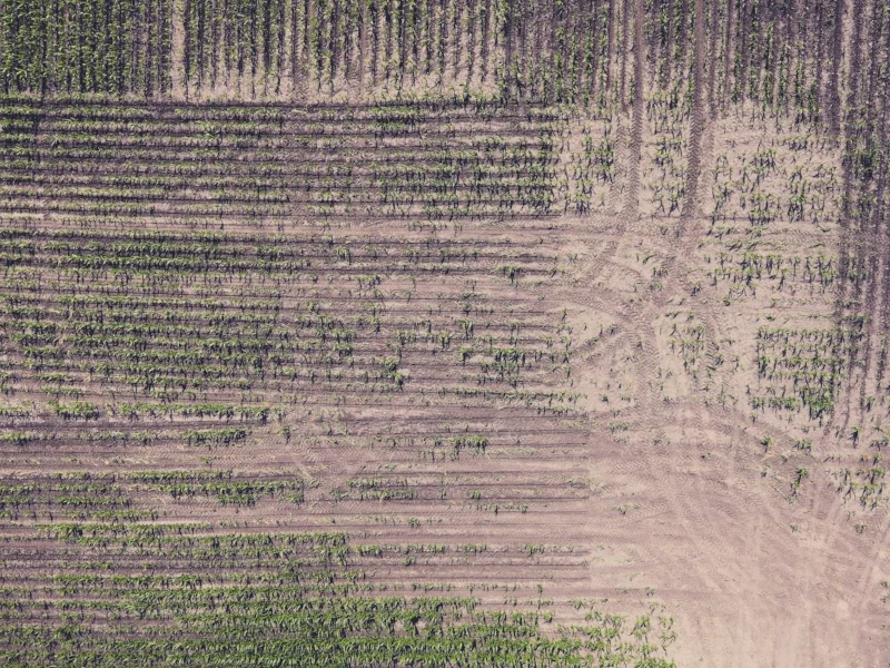 Soil health experts say that leaving the ground bare between rows of crops, increases topsoil erosion and runoff of fertilizers and other chemicals into water supplies. | Photo by Jordan Nelson on Unsplash