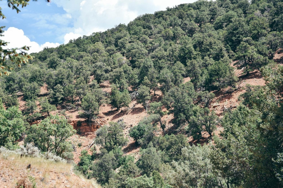 1507665181996-jerome-farms-natural-conditions_36347938421_o.jpeg
