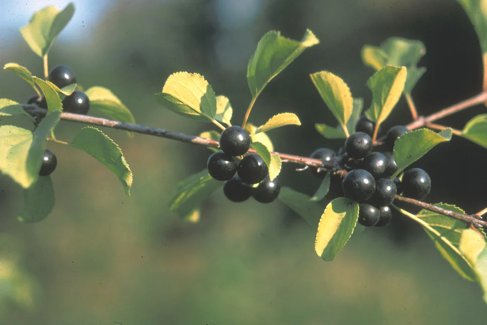 Buckthorn fruit is naturally dispersed by birds.