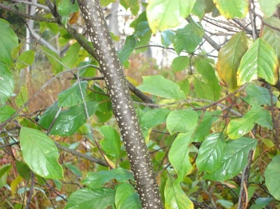 buckthorn trunk.jpg