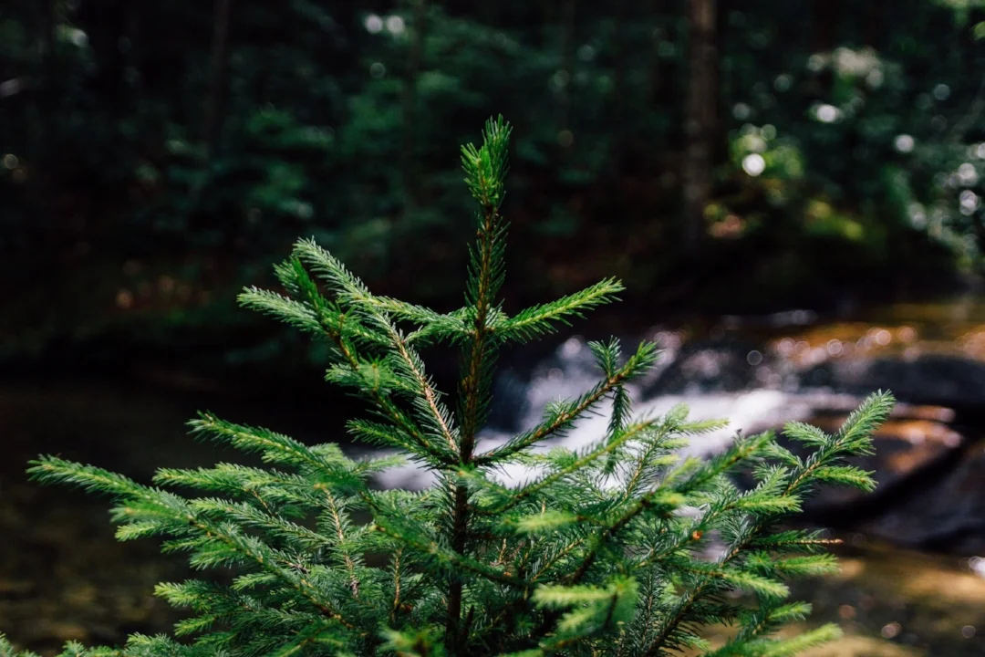 Photo by Andrew Spencer on Unsplash
