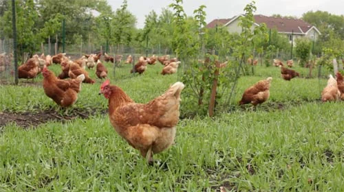 free-range-chickens.jpg