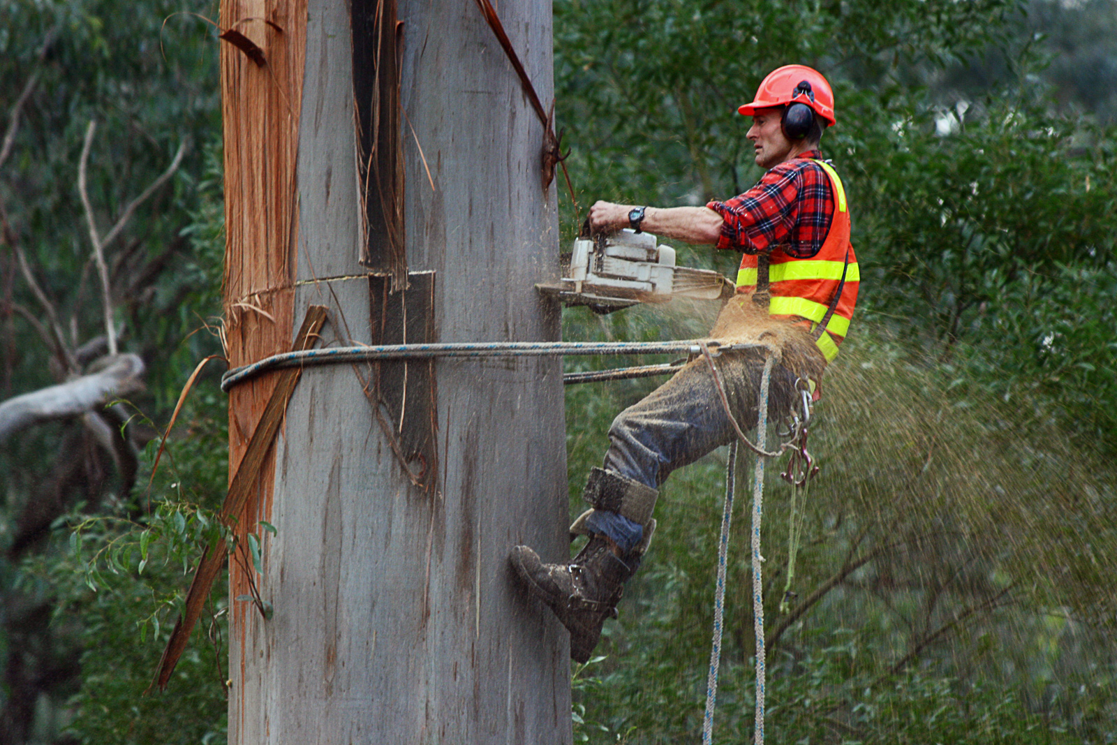 climbing arborist.jpg