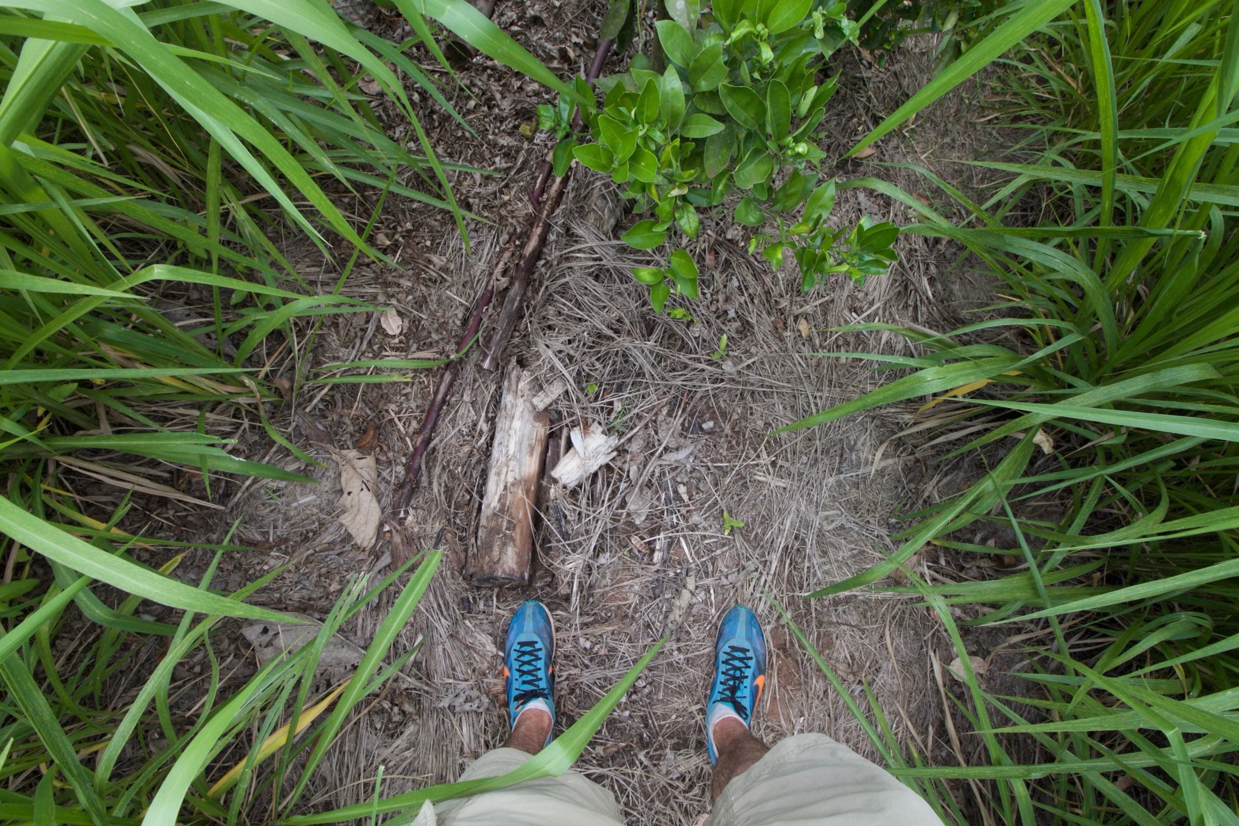 Raked grass and a pruned wood mimic the fungal duff layer of a forest floor. They suppress weeds and create organic soil fertility. Now how can we do this most efficiently?