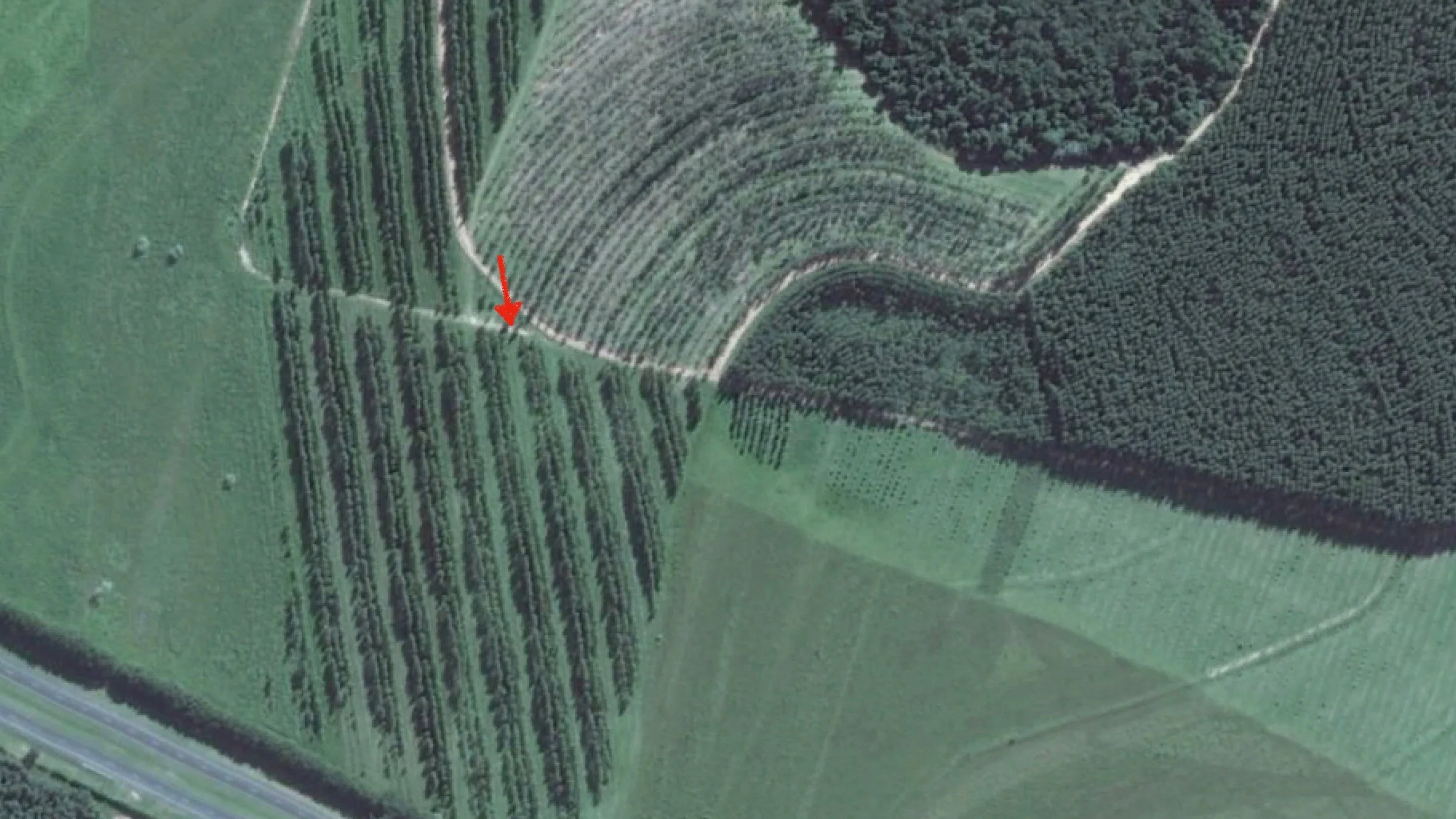 The triple rows of trees, pictured above. The dark green block to the right is a eucalyptus plantation, and the curved rows at center are pictured below.