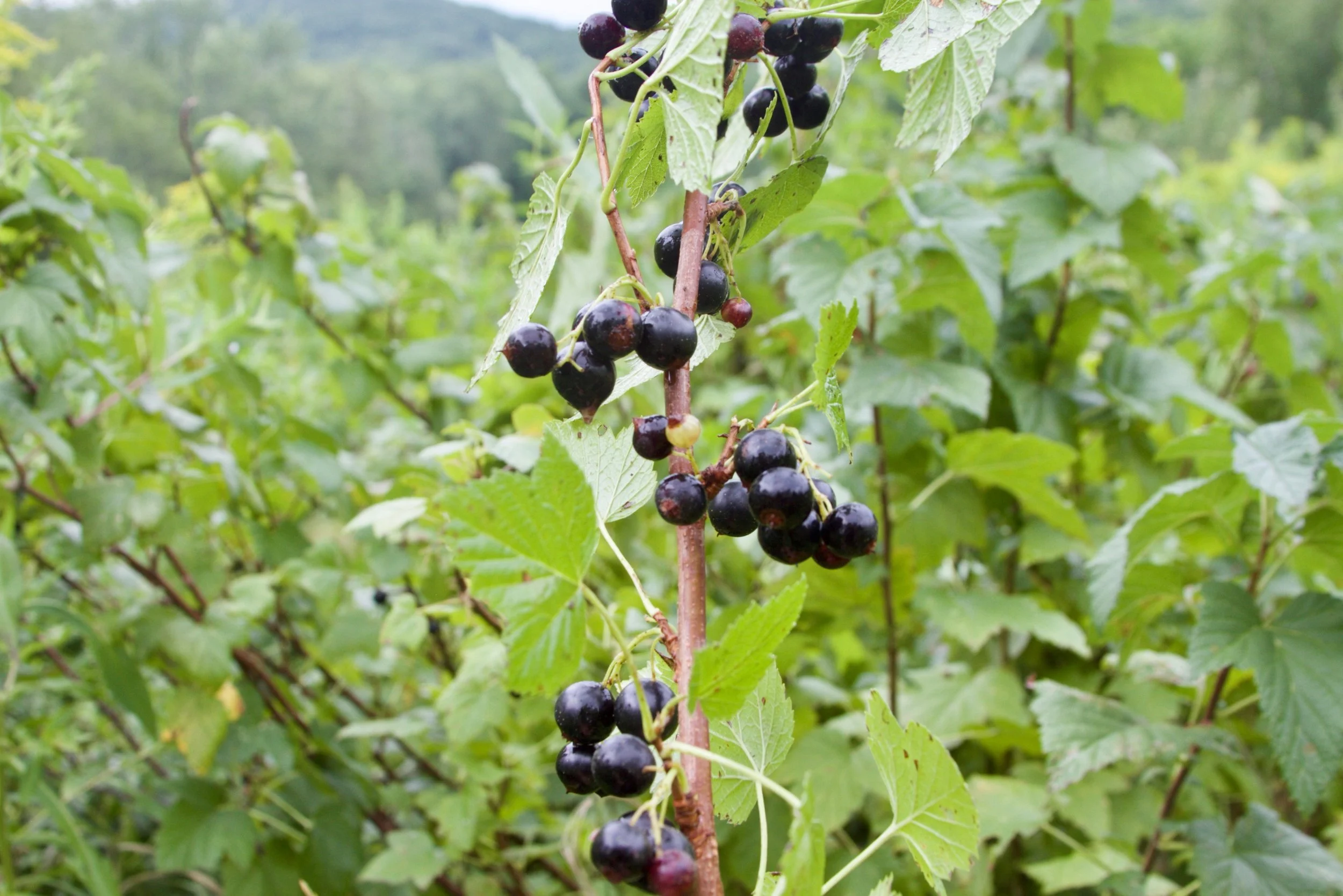 Blackcurrants are packed with antioxidants. They were once banned in many states, because some varieties carry white pine blister rust, which threatened the timber industry. Consequently, many Americans have lost a taste for them, but Europeans are quite fond of them. Varieties that don't carry white pine blister rust are now widely available.