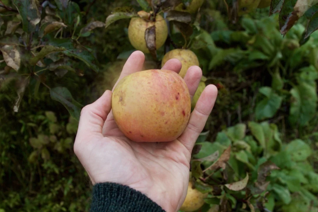 Gold Rush is a choice apple variety! It’s a descendent of Golden Delicious, bred with a crabapple and a Rome. It has a great balance of sweet and tart...a punch of flavor. It’s also resistant to scab and powdery mildew, which makes it perfect for organic production.