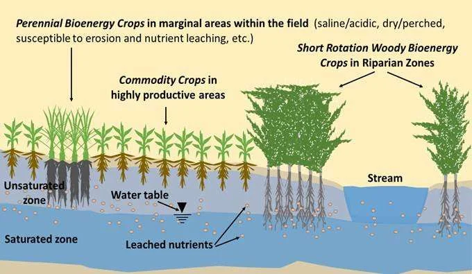 Concepts of integrated landscape management for bioenergy crops in an agricultural setting. Source: Cacho et al. 2017. Credit: Cacho et al. 2017.