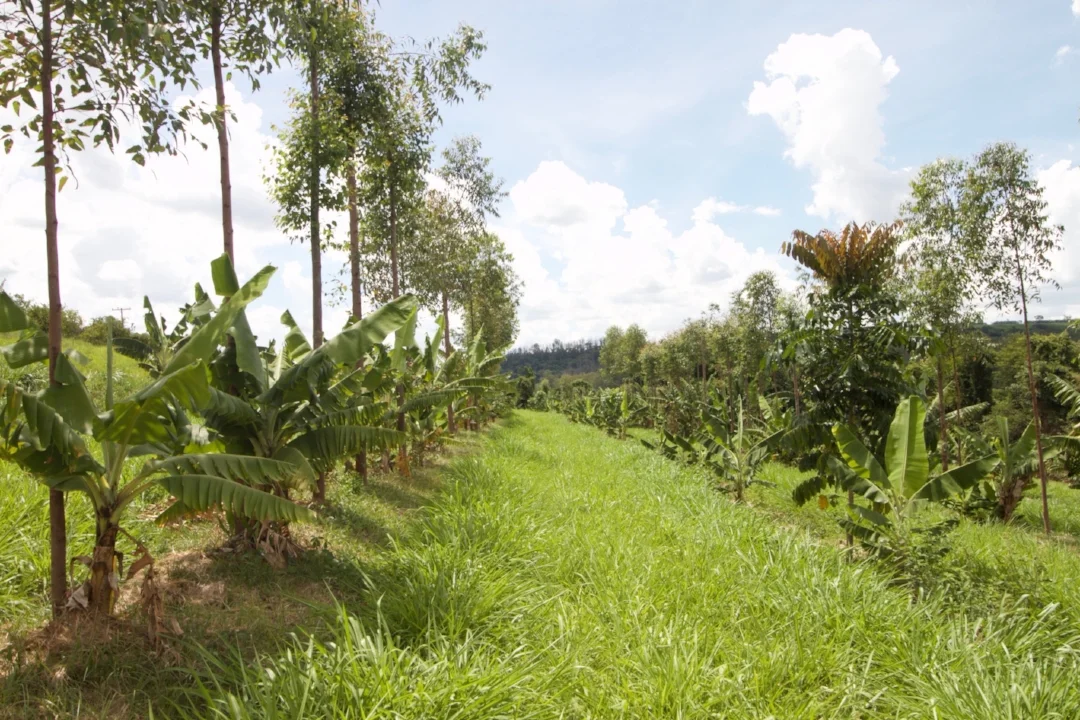 Photo of agroforestry at Fazenda da Toca in Brazil. Taken by Harry Greene, Propagate.