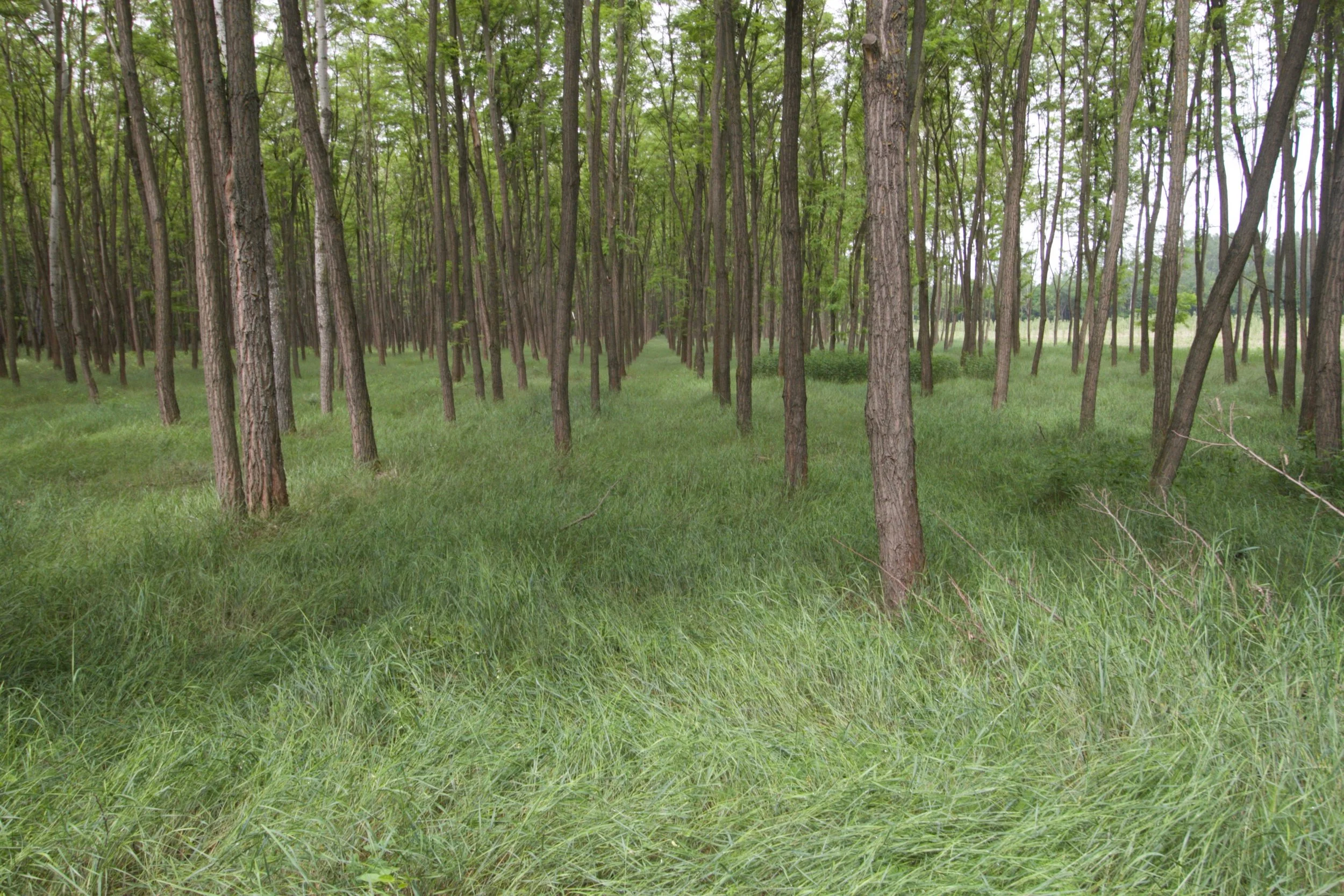 A tree is a 20-year asset, and so it behooves us to understand our context before we make the commitment of planting apple or black locust timber trees, and therefore drastically changing our physical and social landscape. Photo: black locust plantation