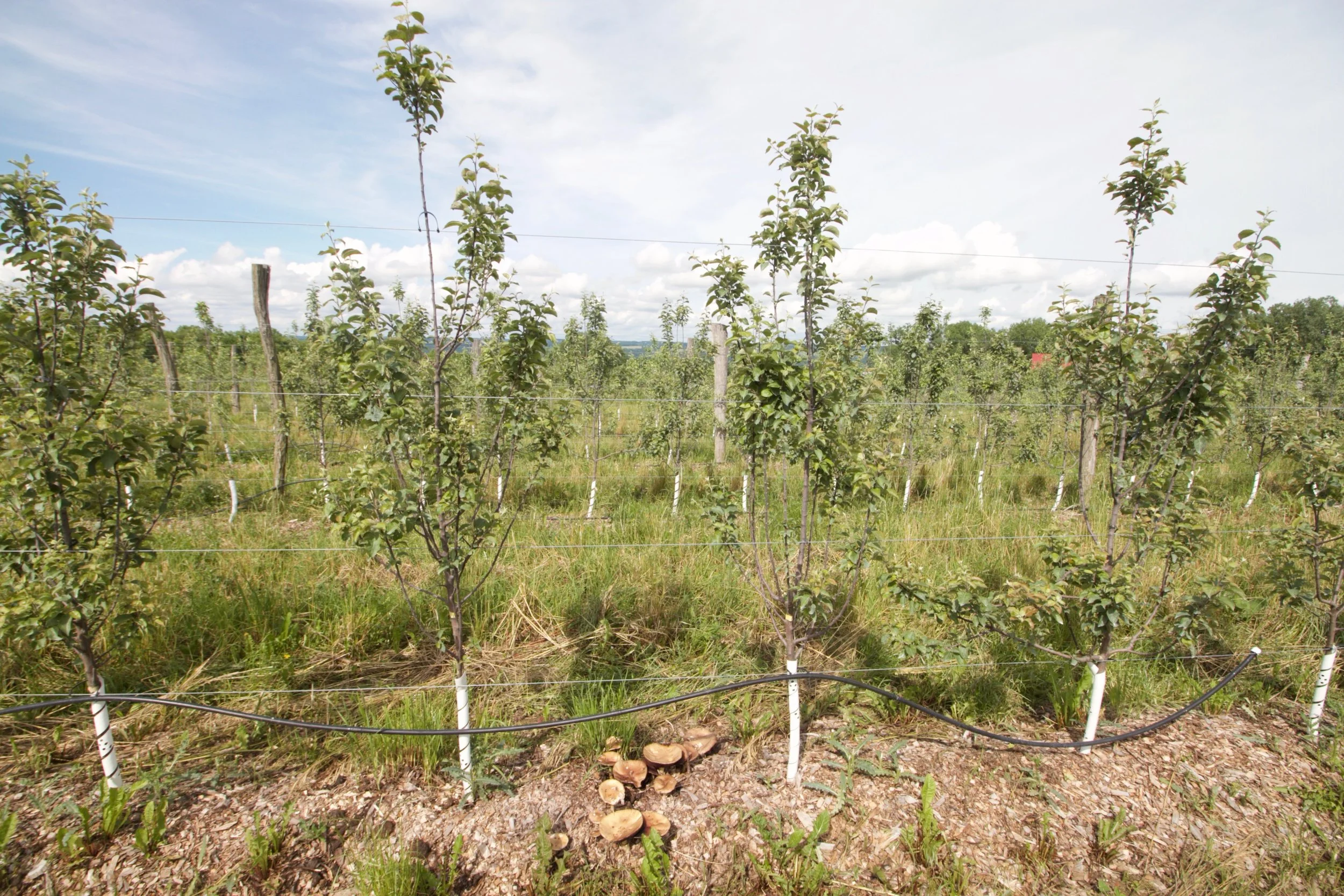 Organic dwarf apple orchard, Good Life Farm – Interlaken, NY