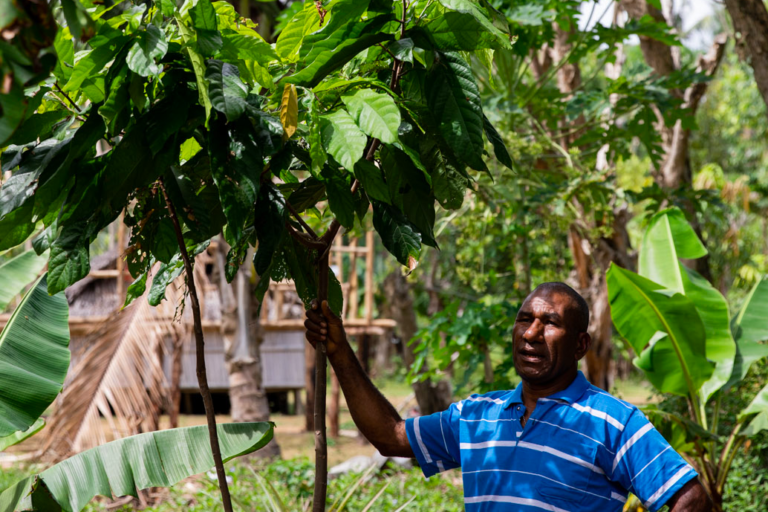 Jim Kelly in the community of Bampu, Papua New Guinea, stands next to a young cacao tree within an agroforestry garden. Image by Camilo Mejia Giraldo for Mongabay.
