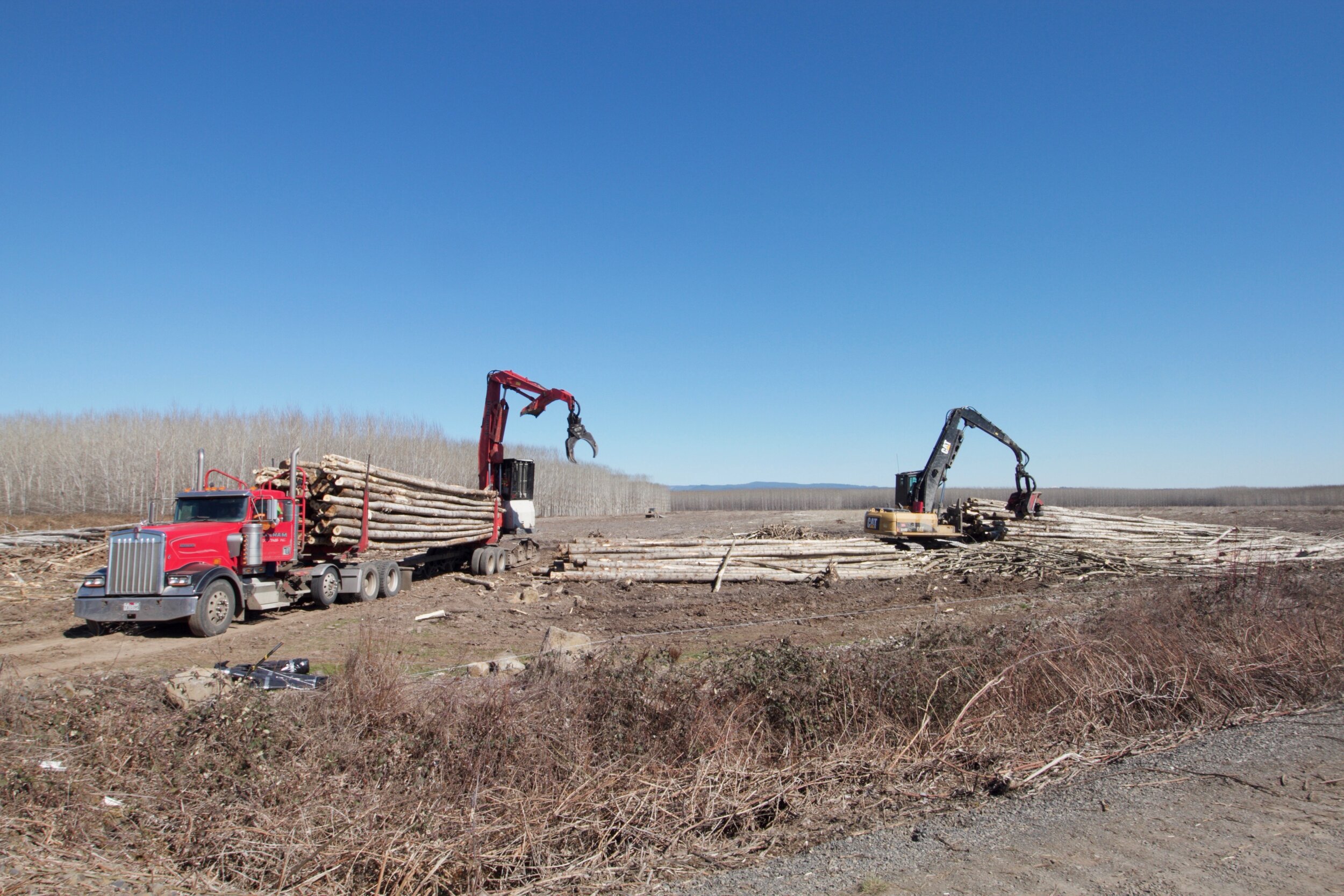 When is Poplar Profitable? — Propagate, Discover Regeneration