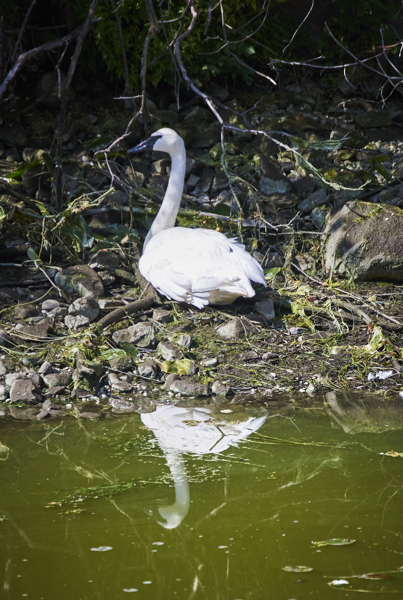 Toronto Zoo 03.jpg