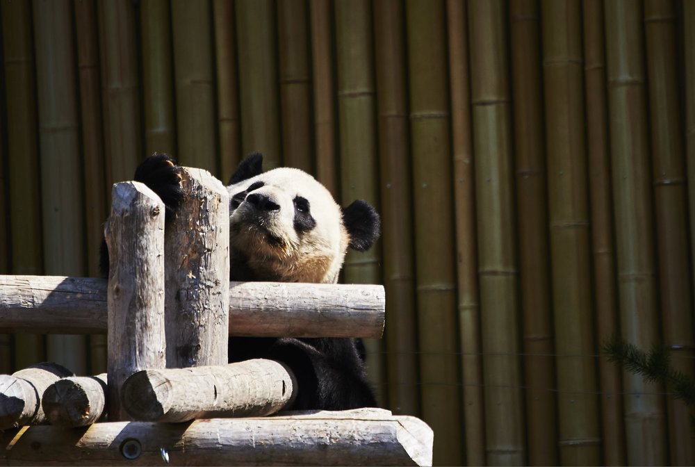 Toronto Zoo 126.jpg