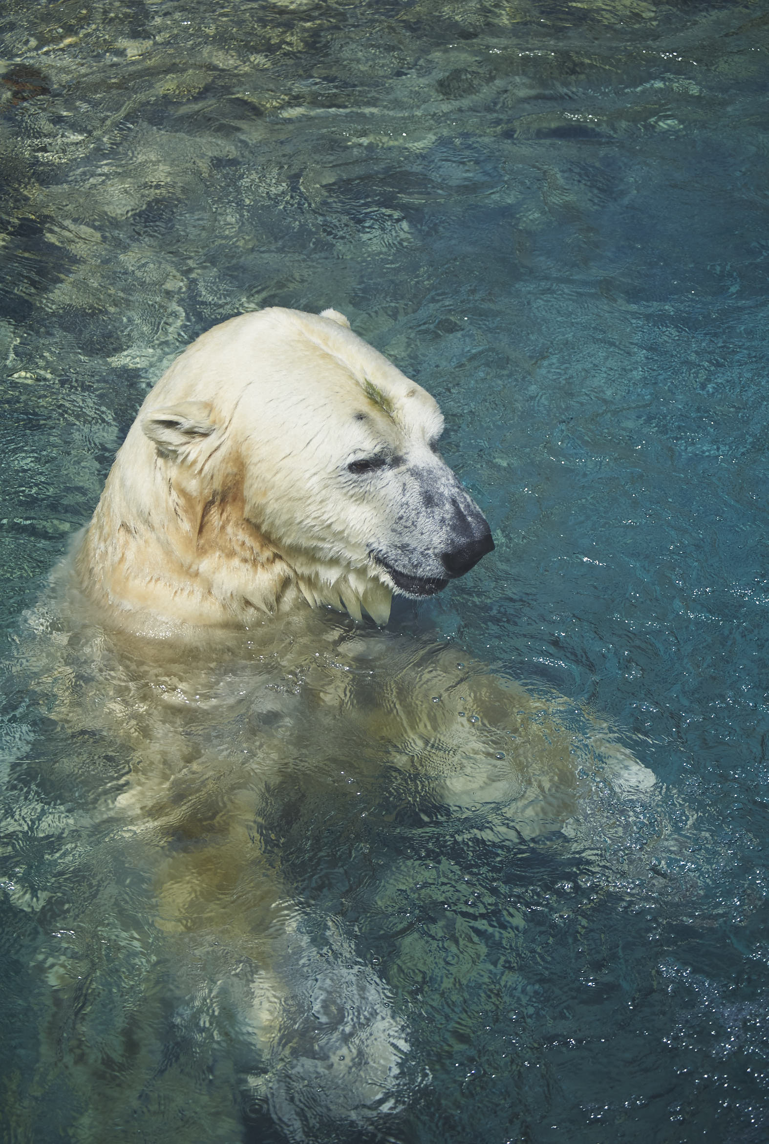 Toronto Zoo 268.jpg