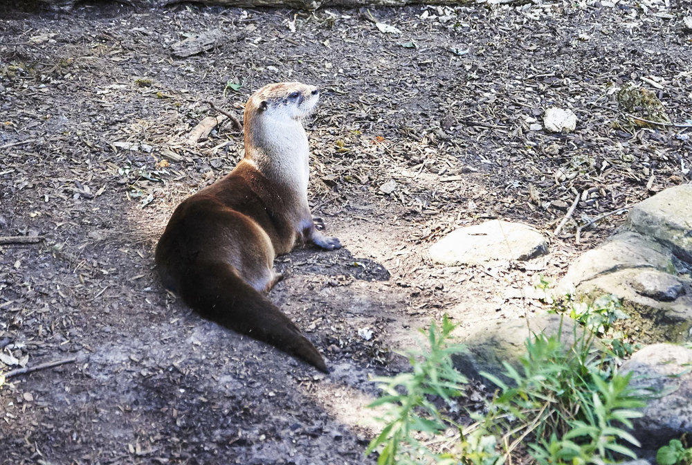 Toronto Zoo 351.jpg