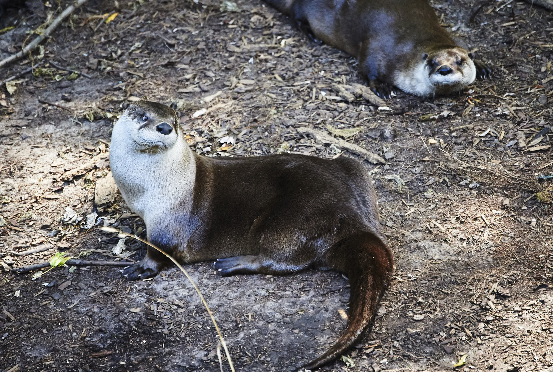 Toronto Zoo 364.jpg