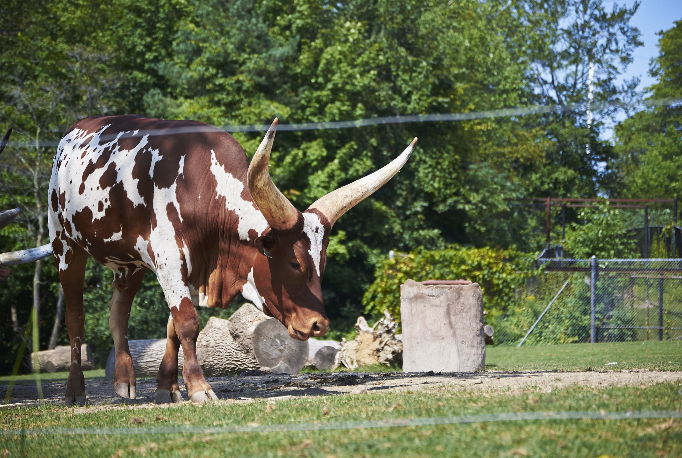 Toronto Zoo 565.jpg