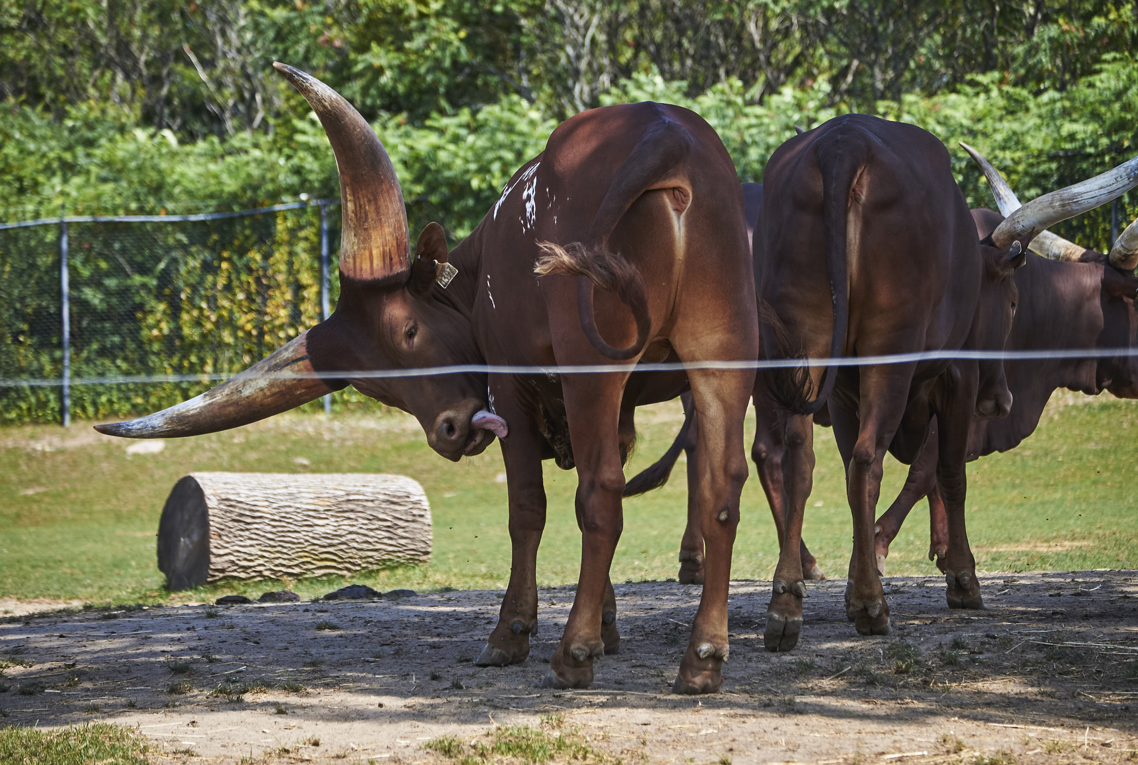 Toronto Zoo 575.jpg