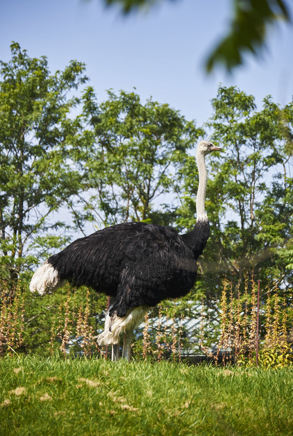 Toronto Zoo 616.jpg