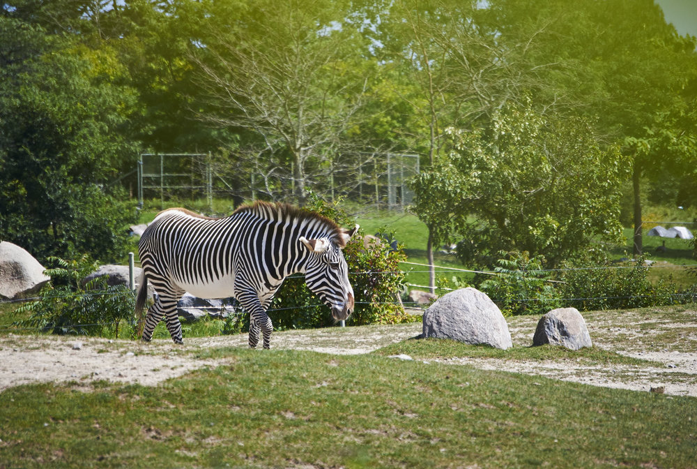 Toronto Zoo 634.jpg