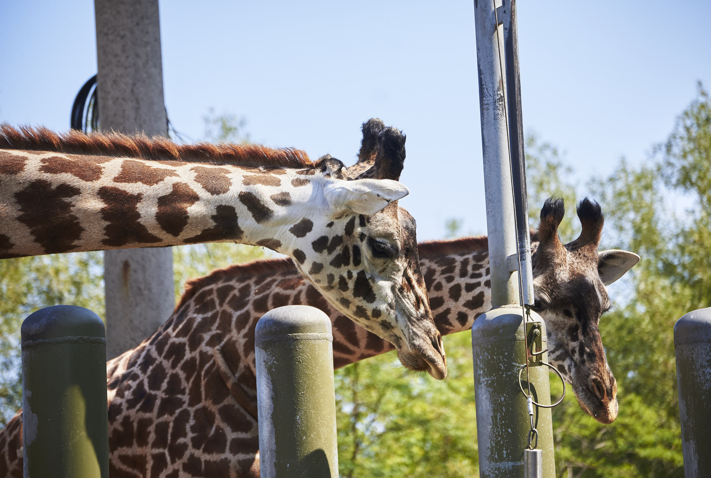 Toronto Zoo 722.jpg