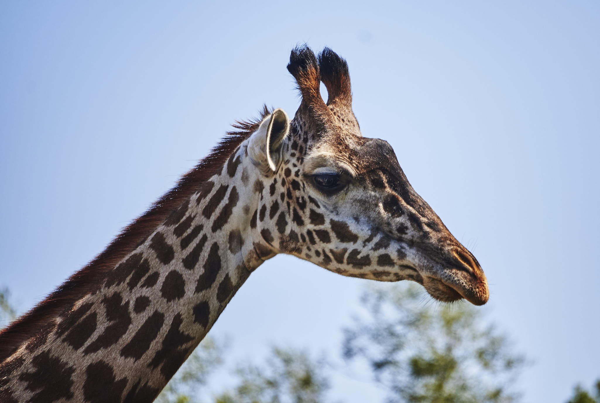 Toronto Zoo 740.jpg