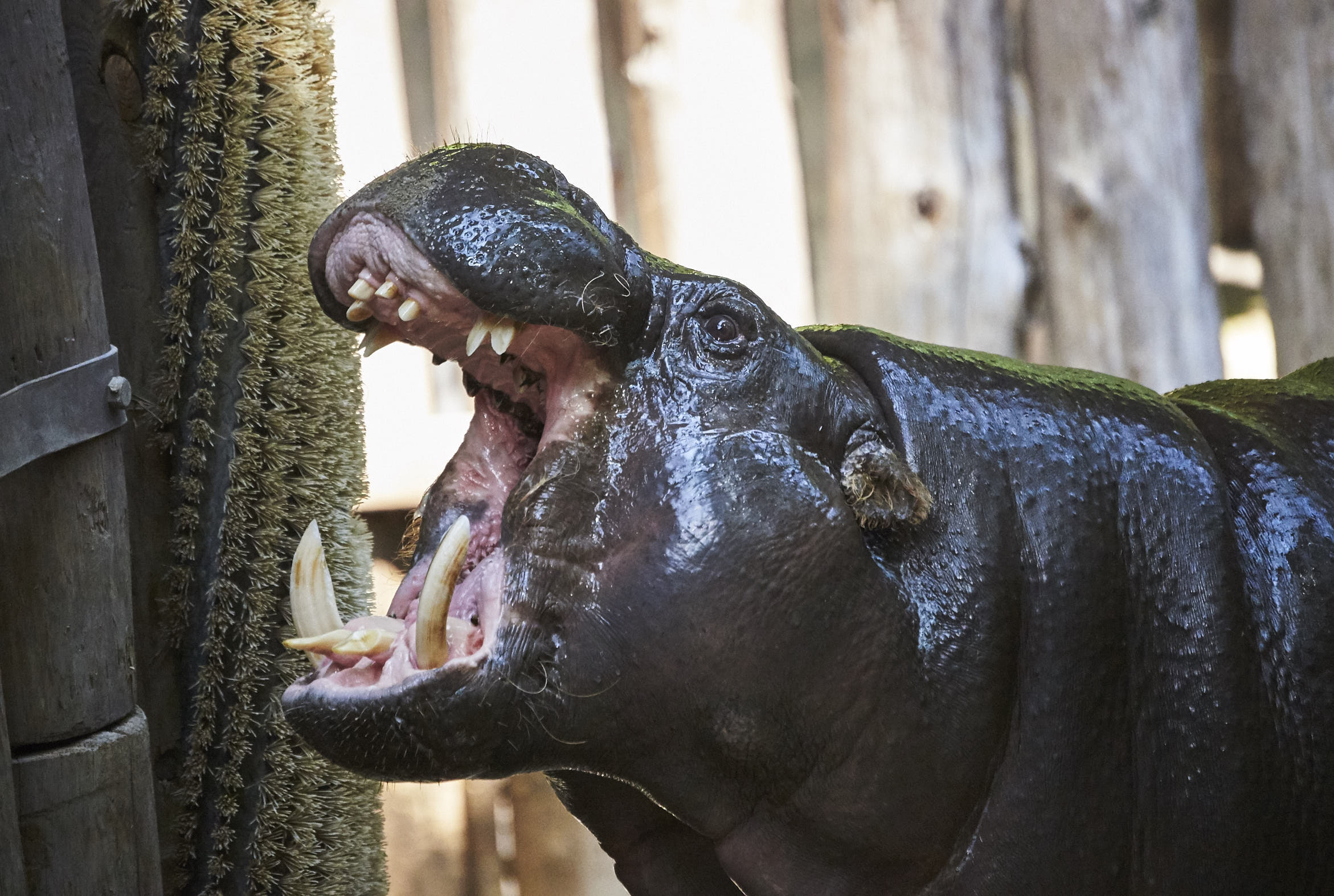 Toronto Zoo 830.jpg