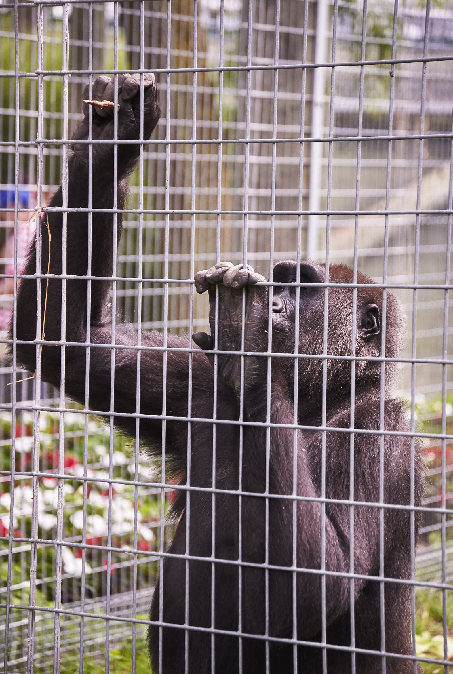 Toronto Zoo 874.jpg