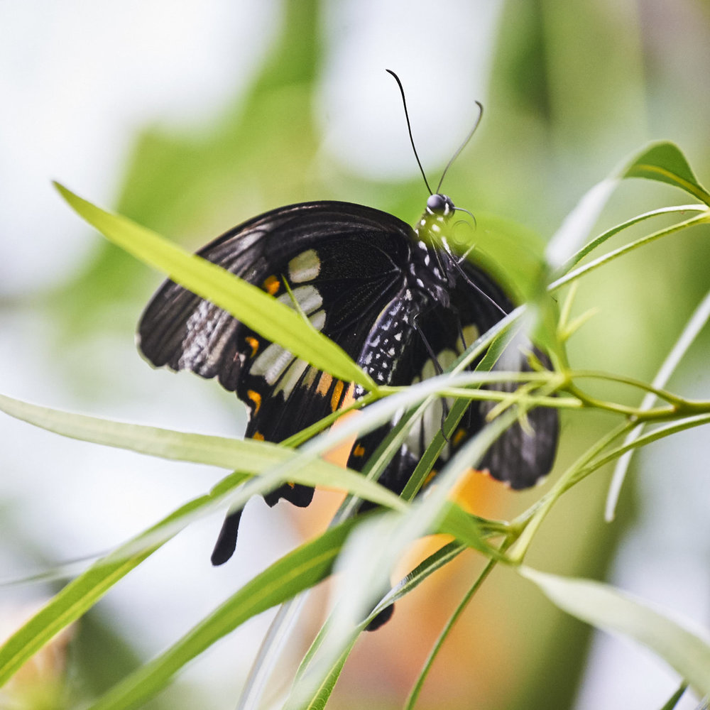 Carleton Butterflies 128.jpg