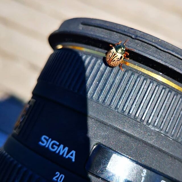 Hitchhiker! - #ottawa #photography #professionalphotographer #mayadesrosiersphotography