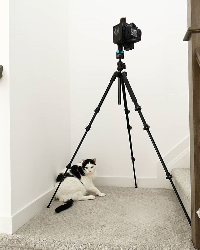 Cute assistant! Just awfully lazy... (Note: I wasn't photographing a corner! It's a 360 camera for 3D tours) #ottawa #photography #professionalphotographer #mayadesrosiersphotography #catsofinstagram #realestate #realestatephotography