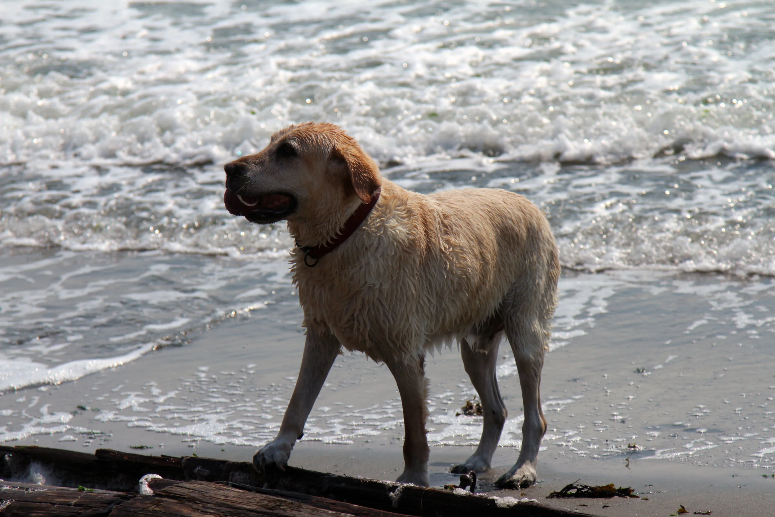 Dog&Ball.jpg