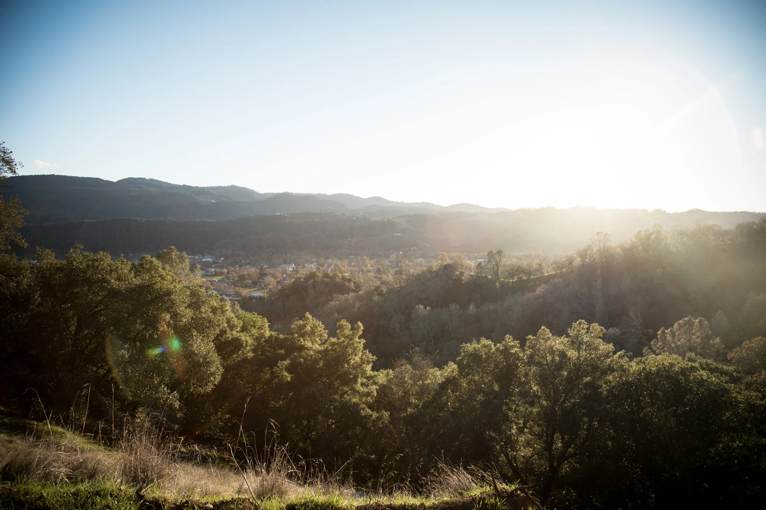 Napa_Hills_Trees.jpg