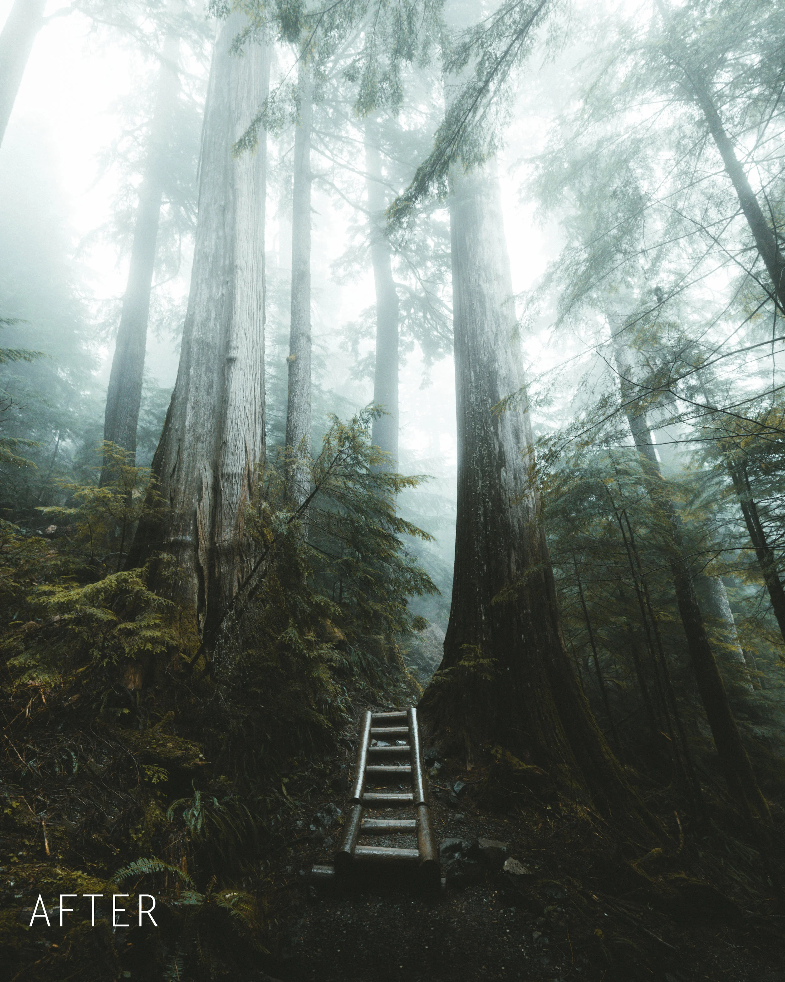 After (forest fog).jpg