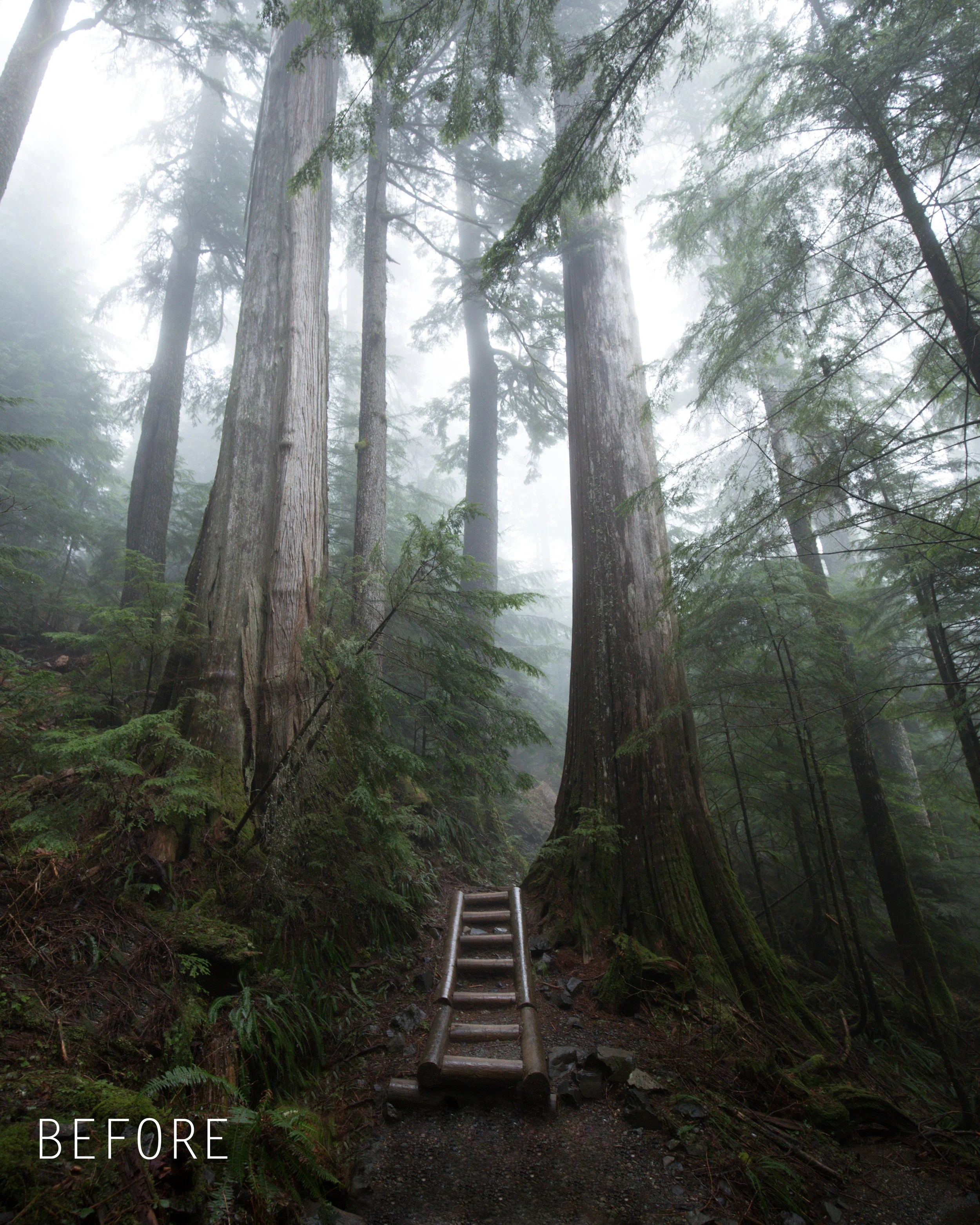 Before (forest fog).jpg