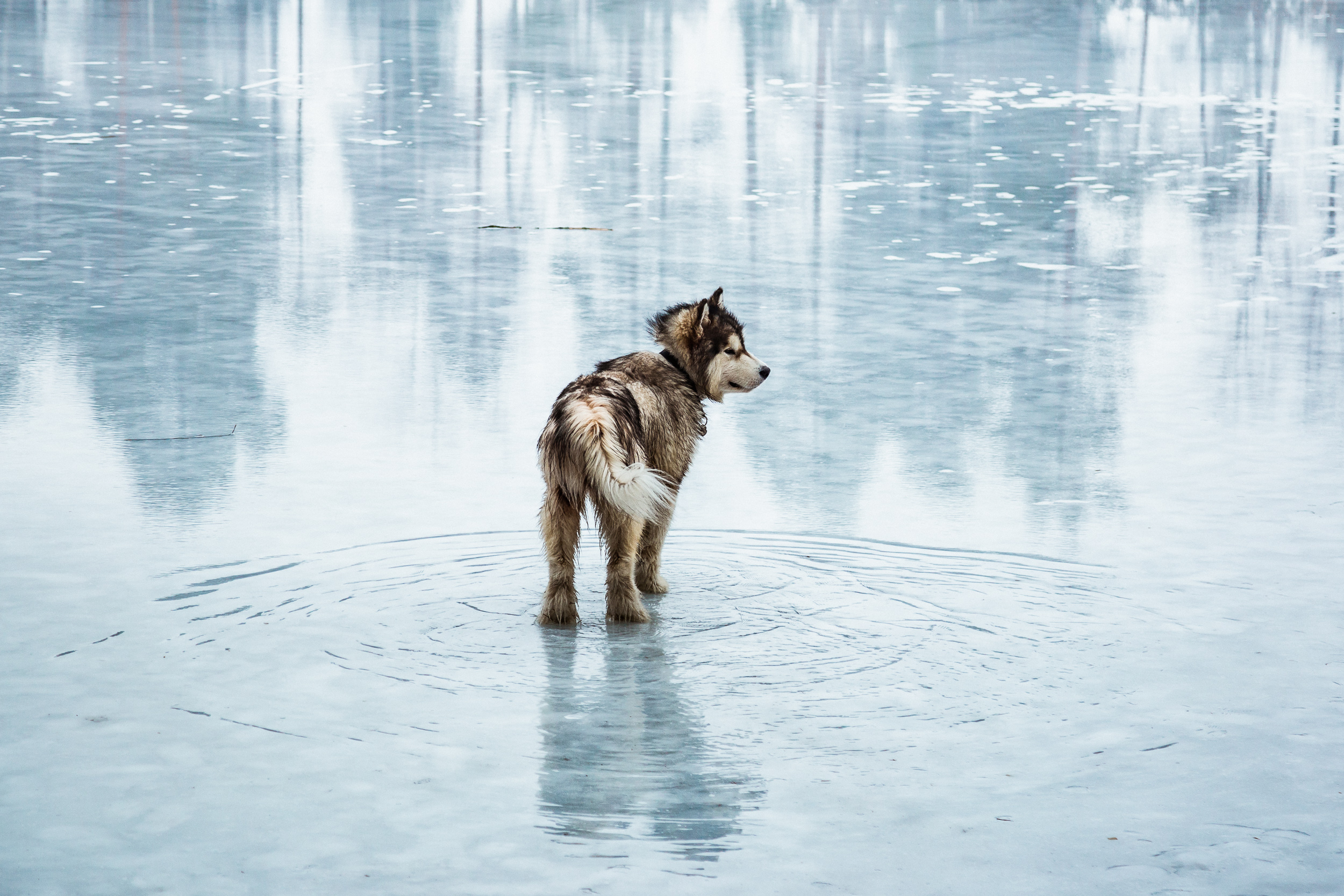 02-alaskan-malamute-dog-on-ice-anna-elina-lahti-photographer.jpg